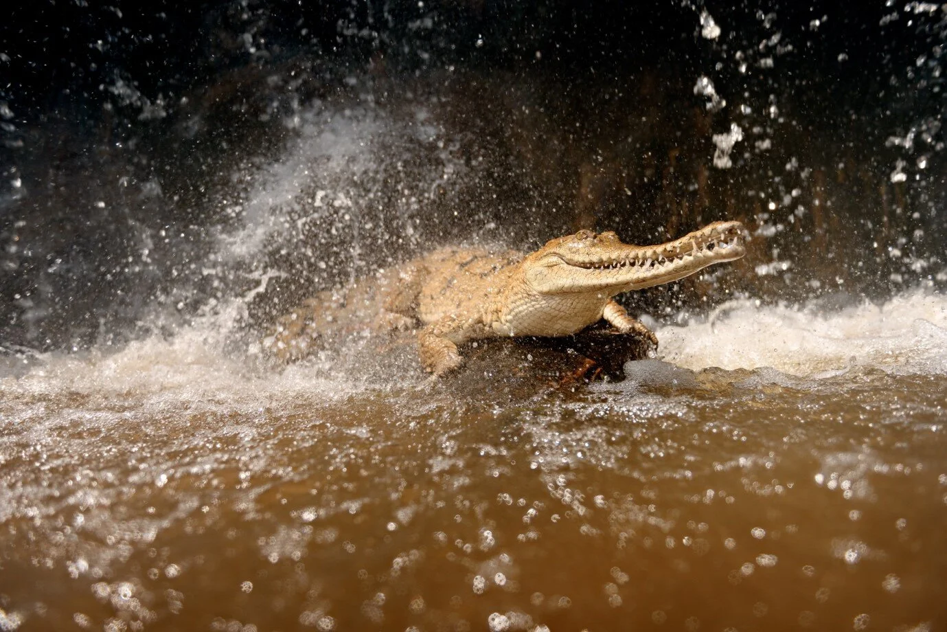 Crocodile with crocs hotsell